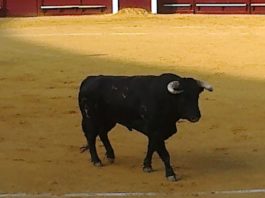 Indultado un toro de la ganadería onubense de Albarreal en Torremolinos El toro 'Horneador', de Albarreal, que ha sido indultado hoy en Torremolinos. (FOTO: Agustín Hervás)